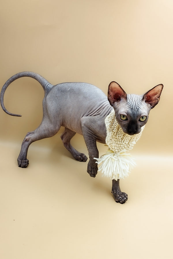 Leroy | Sphynx Kitten