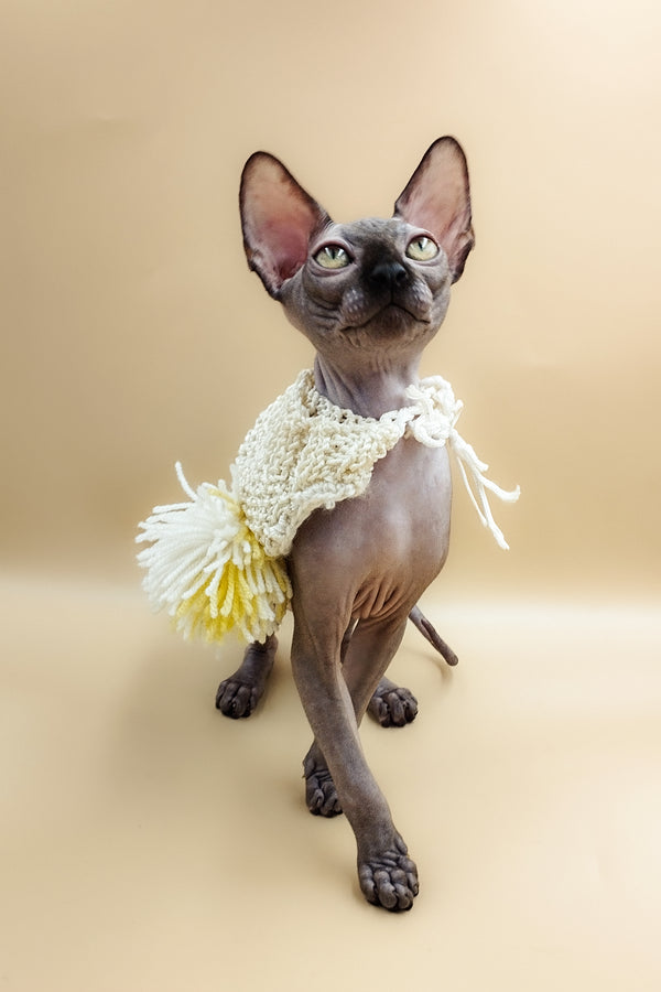 Leroy | Sphynx Kitten