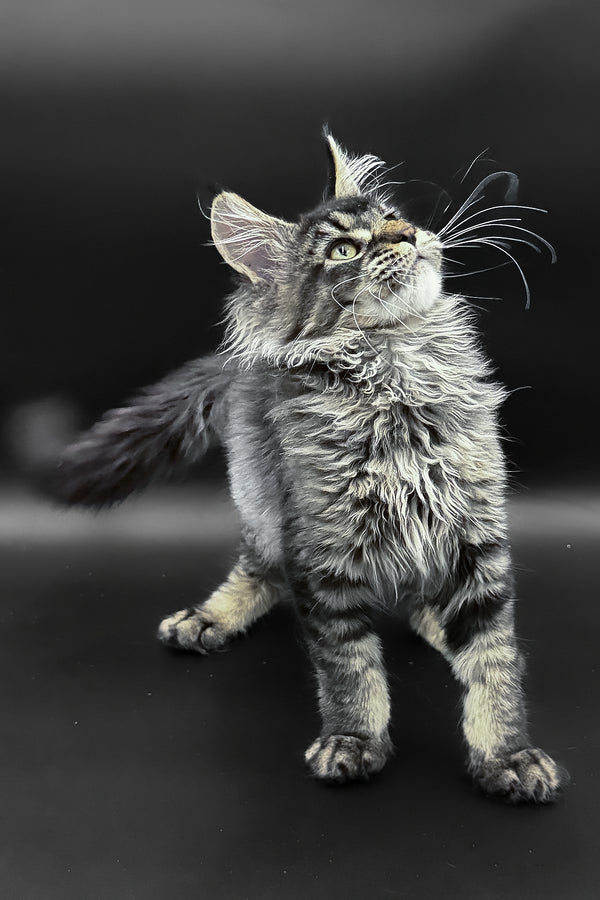 Leta | Maine Coon Kitten
