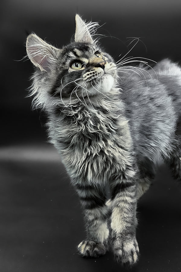 Leta | Maine Coon Kitten