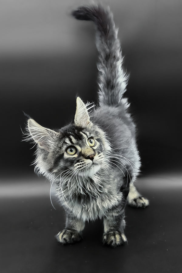 Leta | Maine Coon Kitten