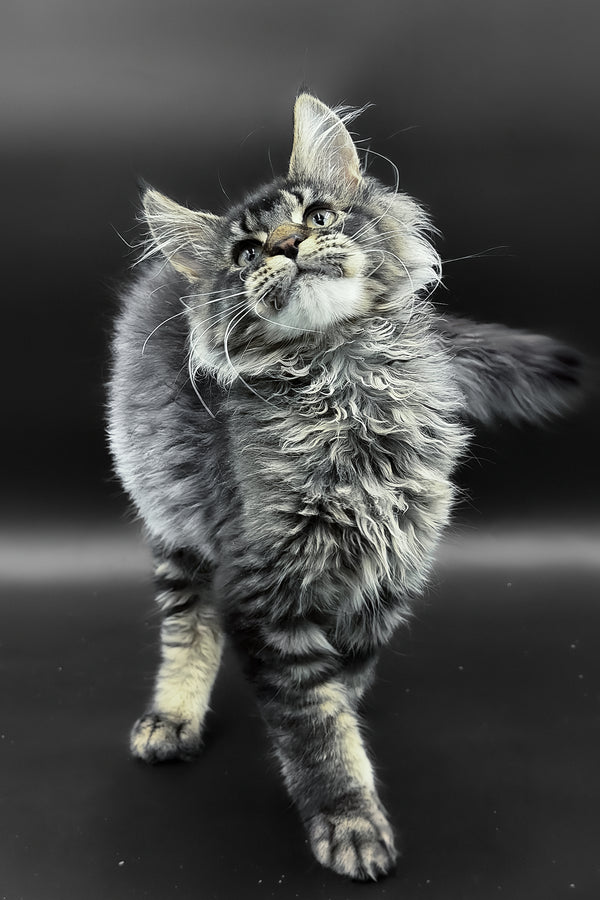 Leta | Maine Coon Kitten