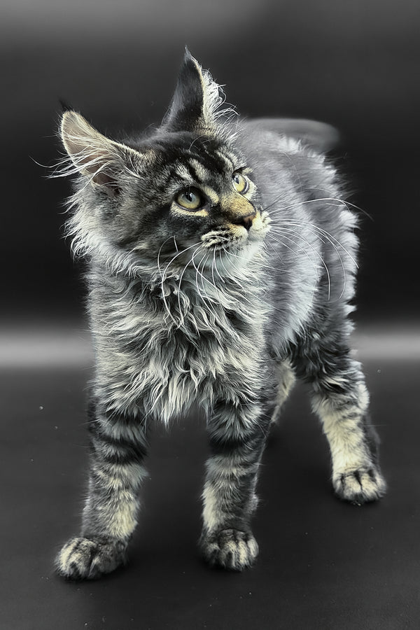 Leta | Maine Coon Kitten