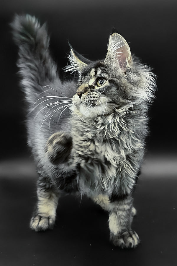 Leta | Maine Coon Kitten