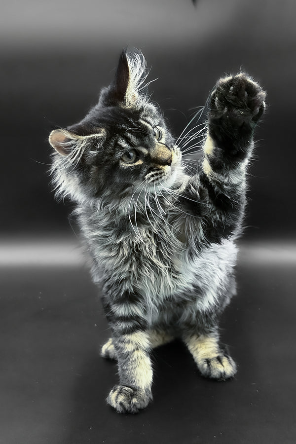 Leta | Maine Coon Kitten