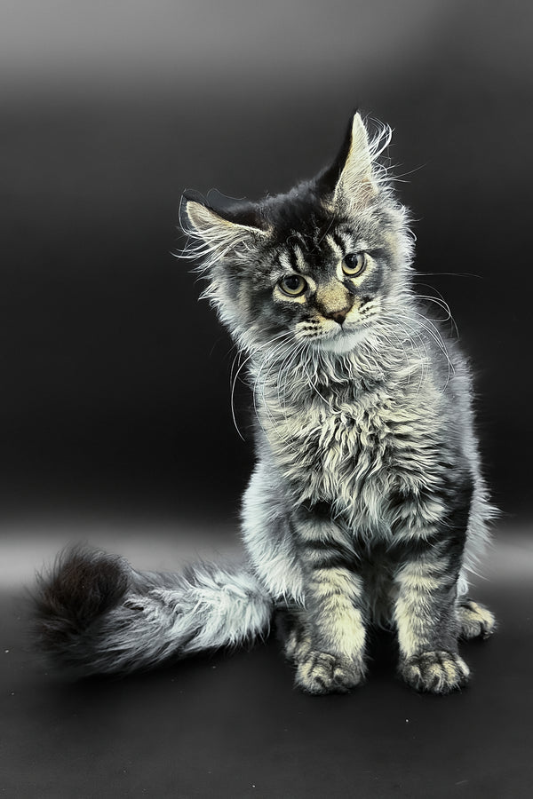 Leta | Maine Coon Kitten