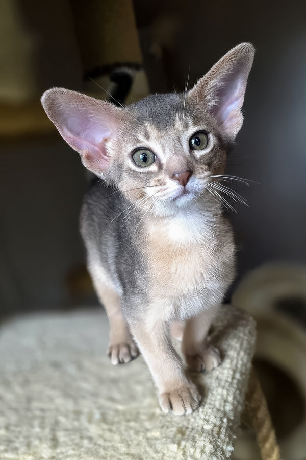 Lex | Abyssinian Kitten