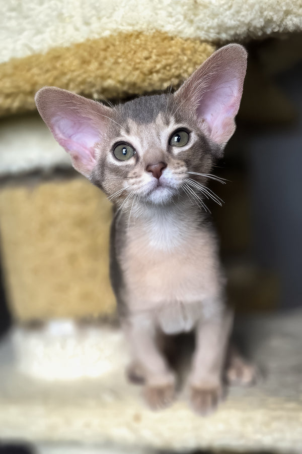 Lex | Abyssinian Kitten