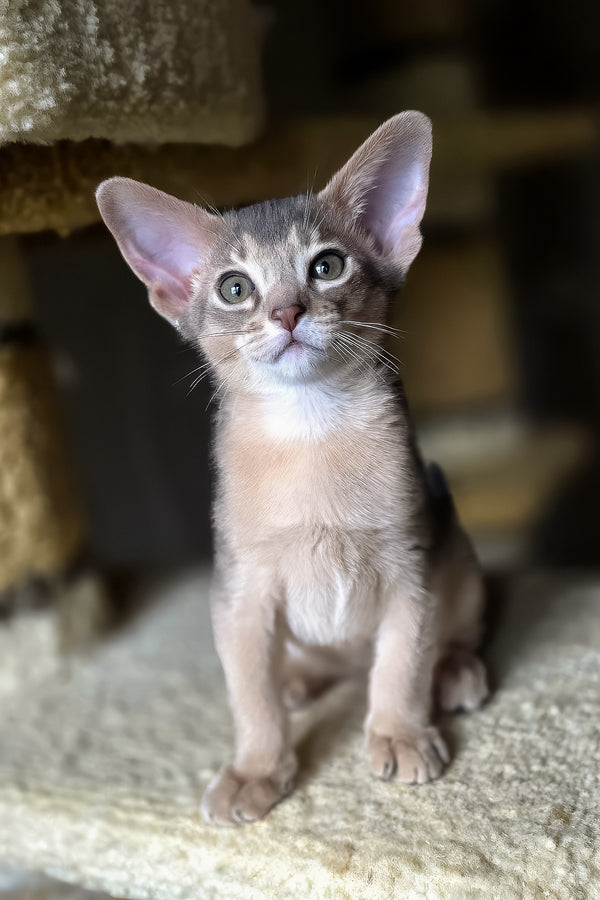 Lex | Abyssinian Kitten