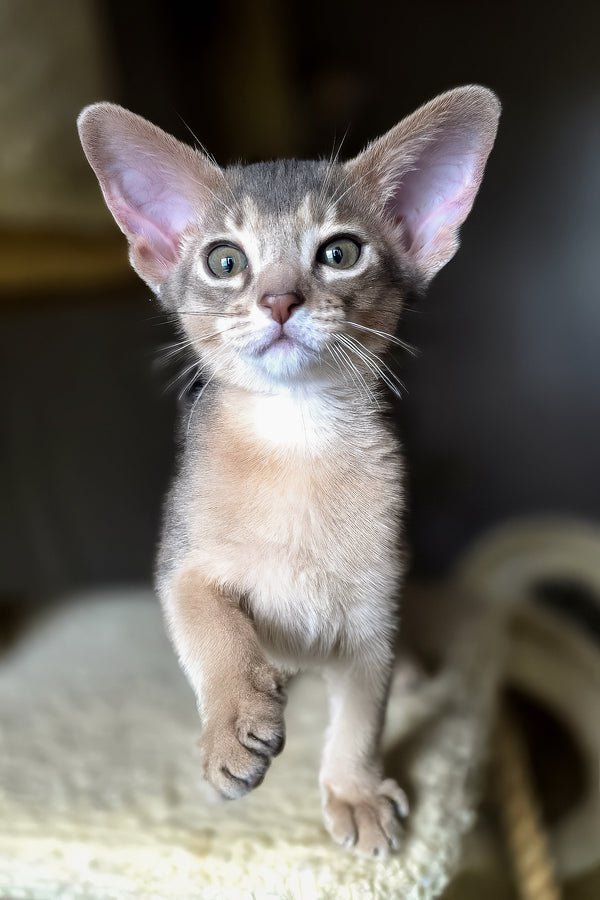 Lex | Abyssinian Kitten