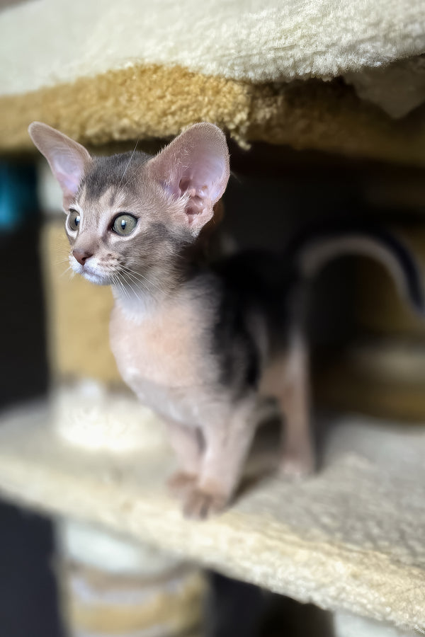 Lex | Abyssinian Kitten