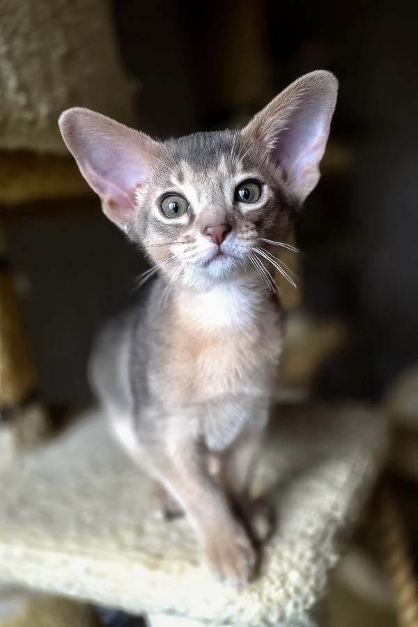 Lex | Abyssinian Kitten