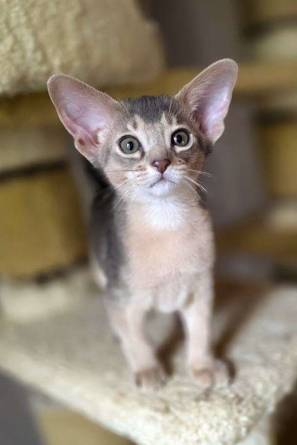 Lex | Abyssinian Kitten