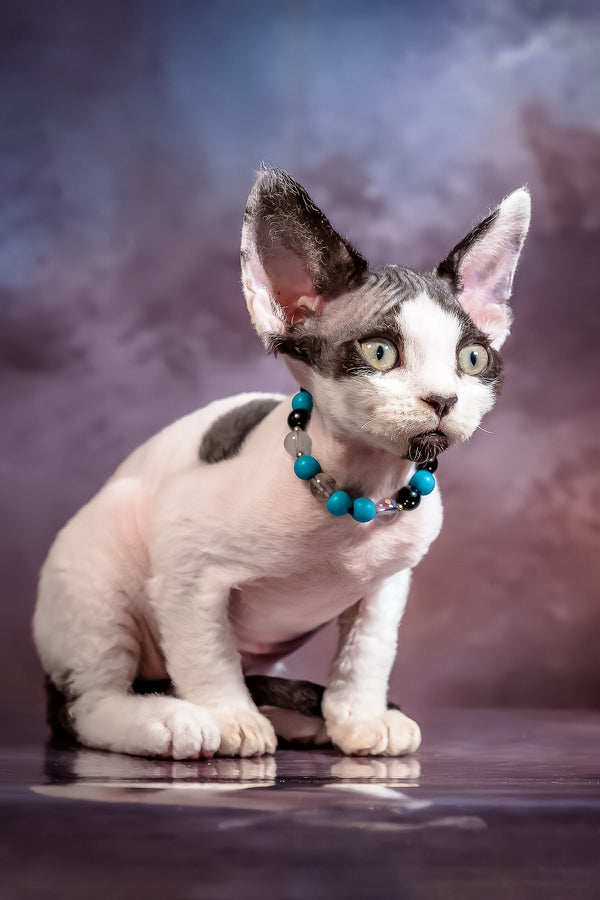 Like | Devon Rex Kitten