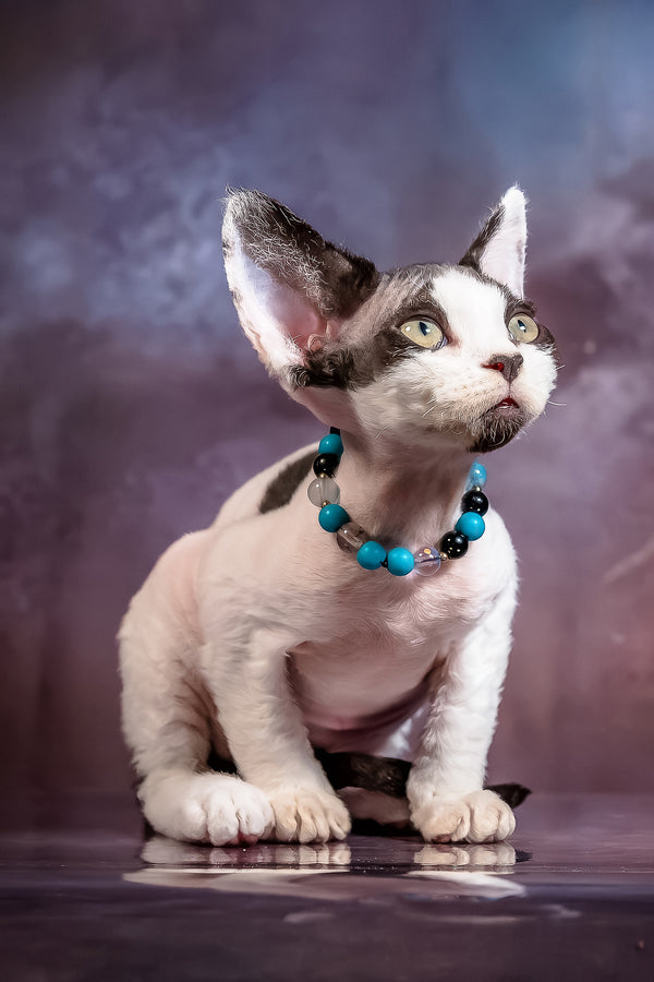 Like | Devon Rex Kitten