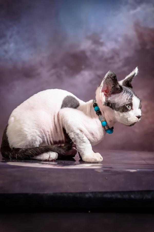Like | Devon Rex Kitten