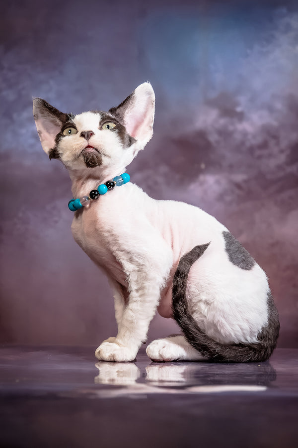 Like | Devon Rex Kitten