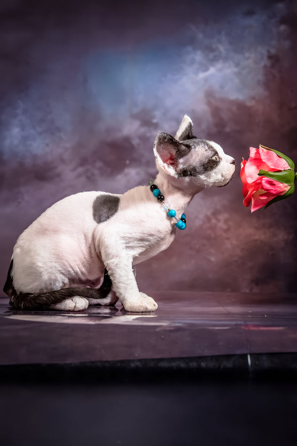 Like | Devon Rex Kitten