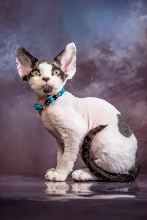 Like | Devon Rex Kitten