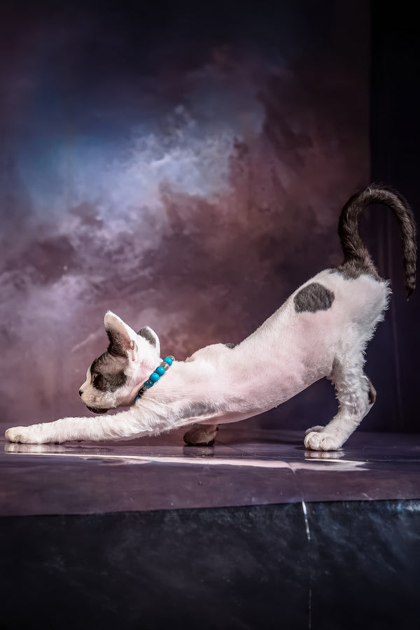 Like | Devon Rex Kitten