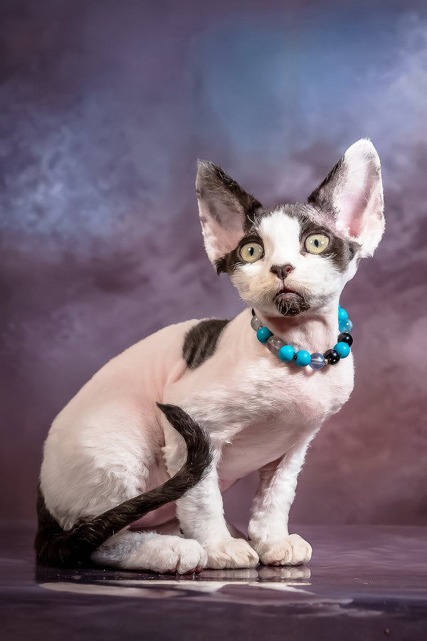 Like | Devon Rex Kitten