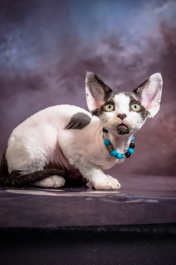 Like | Devon Rex Kitten