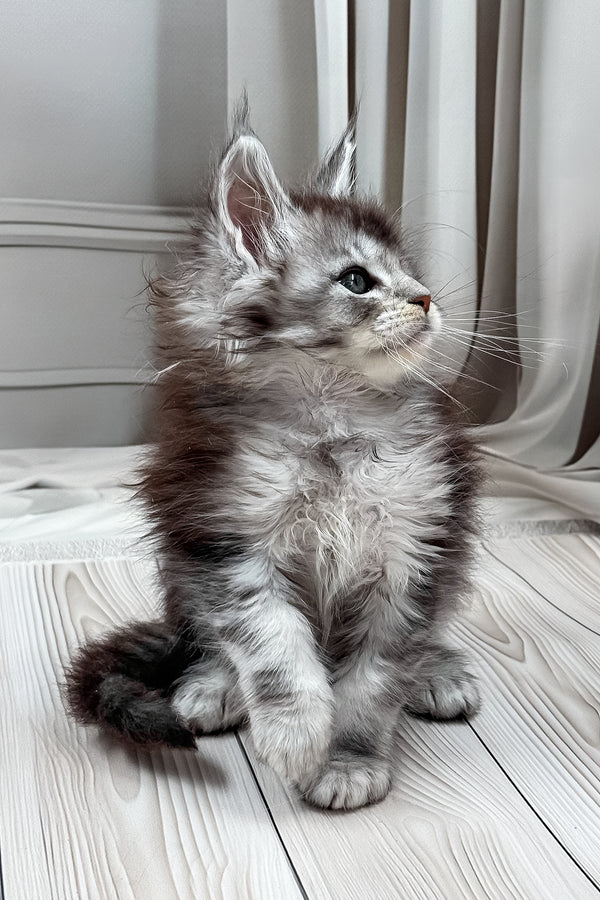 Linas | Maine Coon Kitten