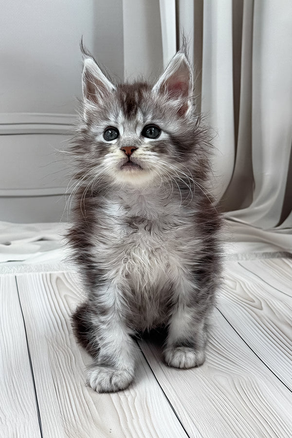 Linas | Maine Coon Kitten