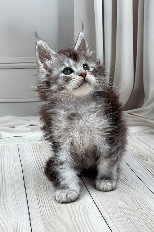 Linas | Maine Coon Kitten