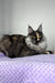 Lynda | Maine Coon Kitten