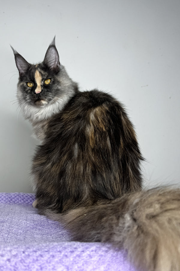 Lynda | Maine Coon Kitten