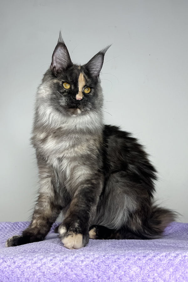 Lynda | Maine Coon Kitten