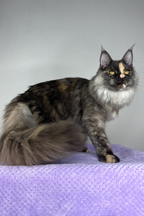 Lynda | Maine Coon Kitten