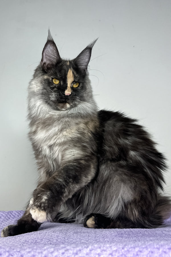 Lynda | Maine Coon Kitten
