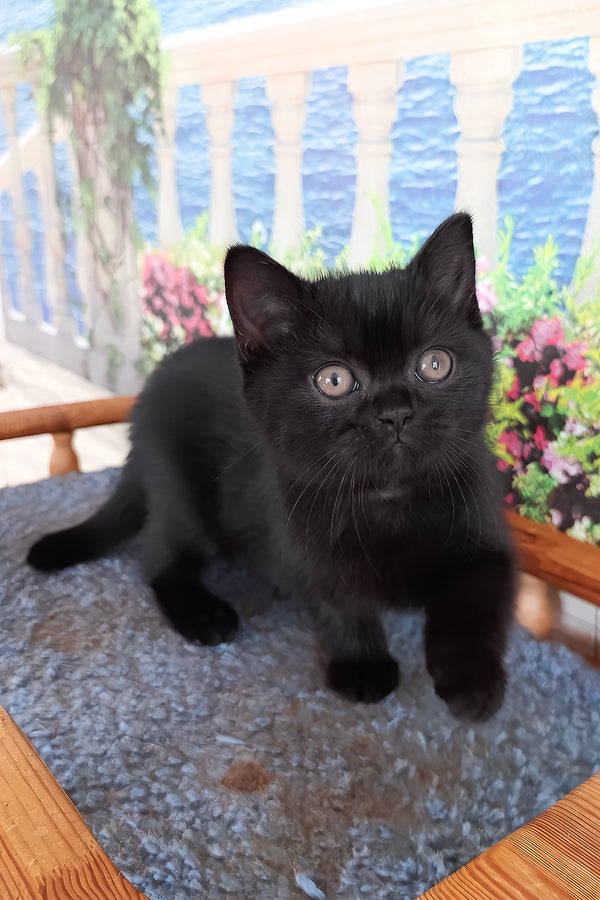 Luana | British Shorthair Kitten
