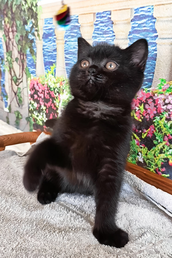 Luana | British Shorthair Kitten