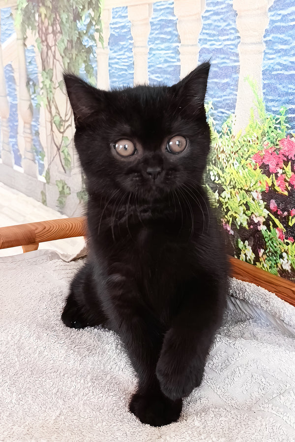 Luana | British Shorthair Kitten
