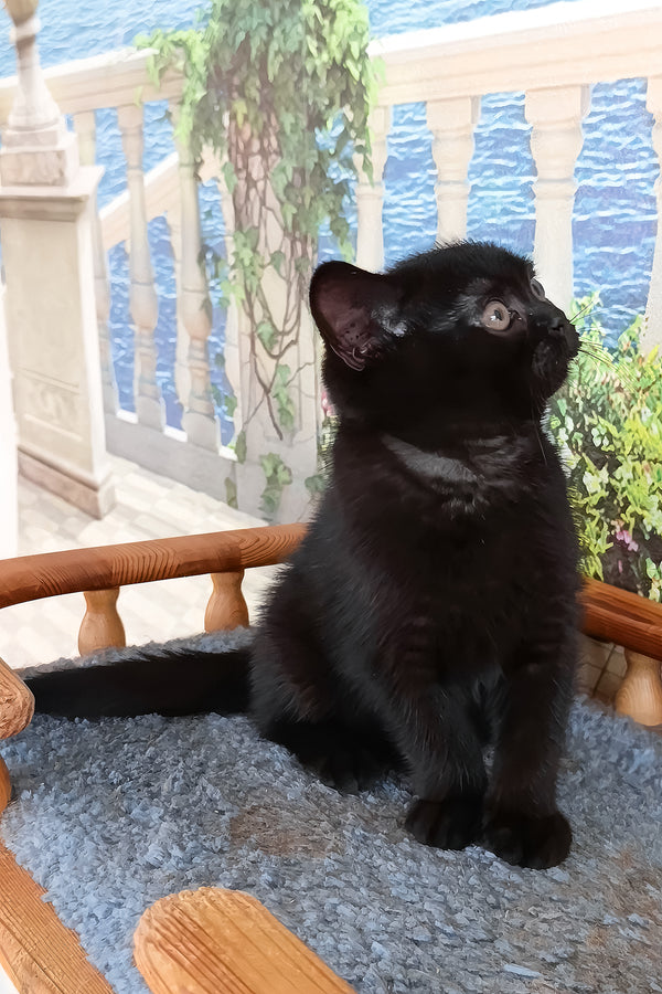 Luana | British Shorthair Kitten