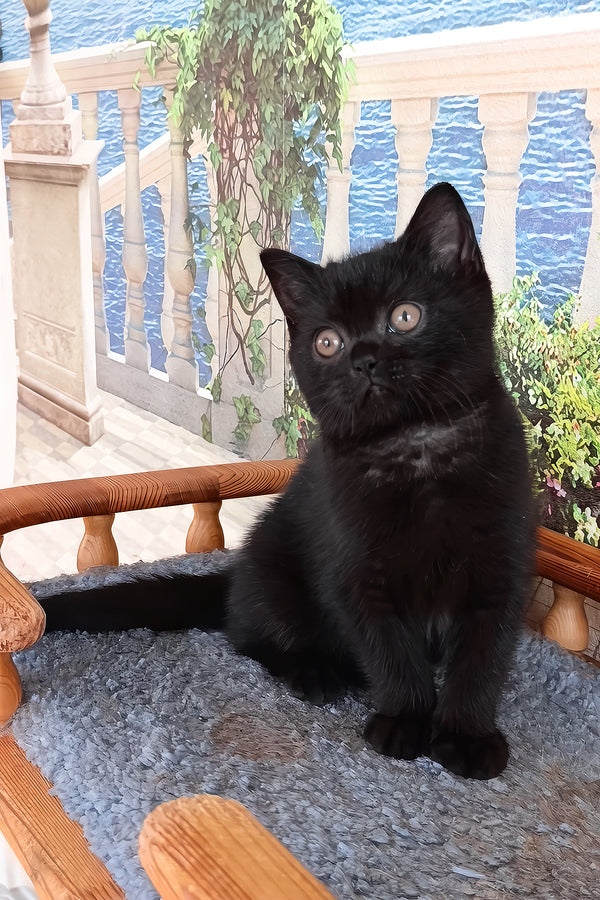 Luana | British Shorthair Kitten