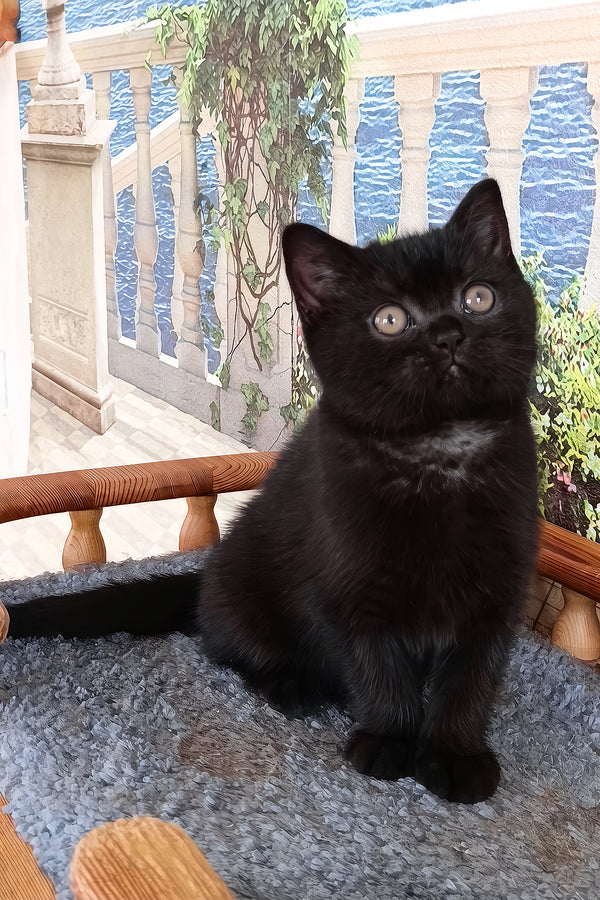 Luana | British Shorthair Kitten