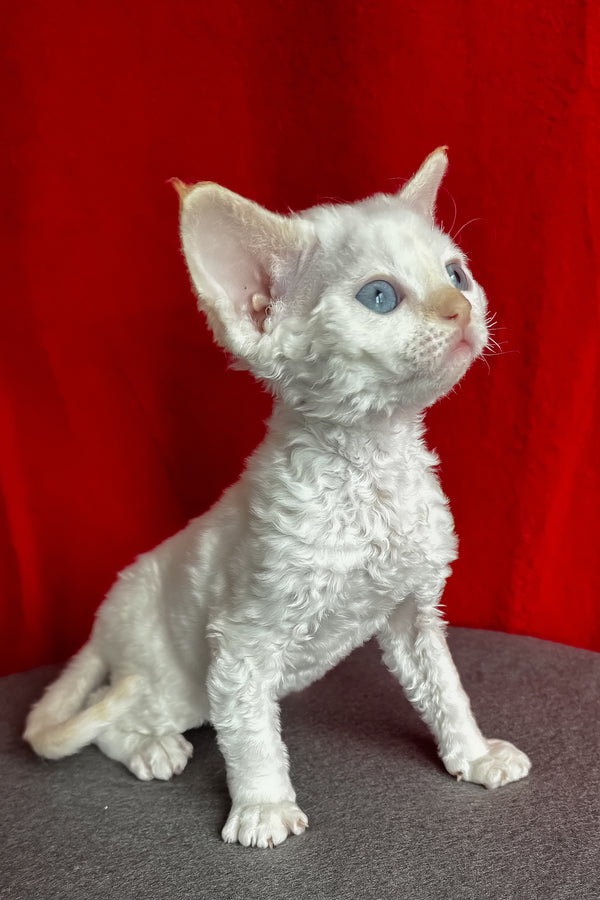 Luminous | Devon Rex Kitten