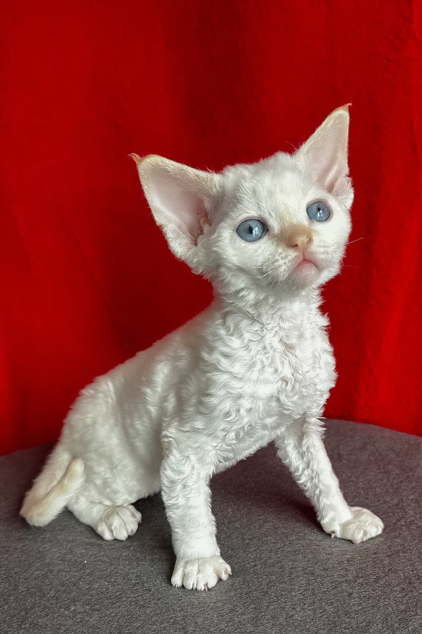 Luminous | Devon Rex Kitten
