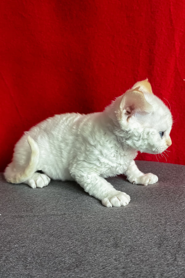 Luminous | Devon Rex Kitten