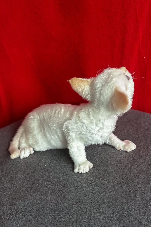 Luminous | Devon Rex Kitten