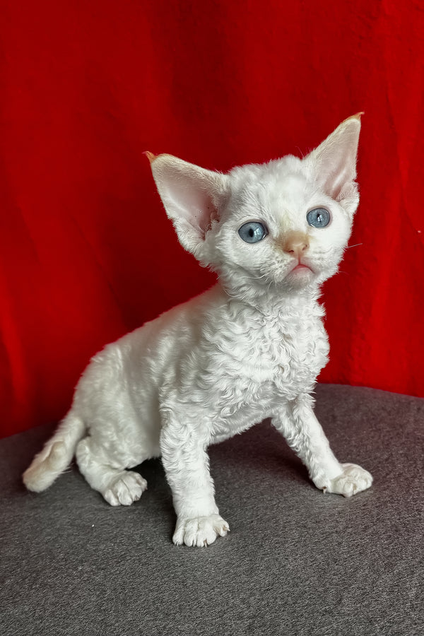 Luminous | Devon Rex Kitten