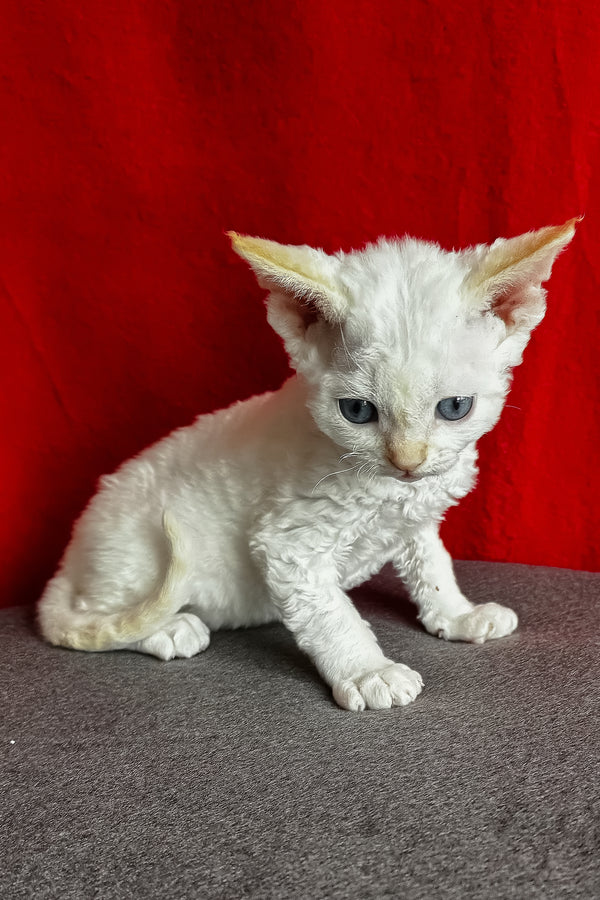 Luminous | Devon Rex Kitten