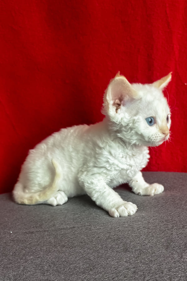 Luminous | Devon Rex Kitten