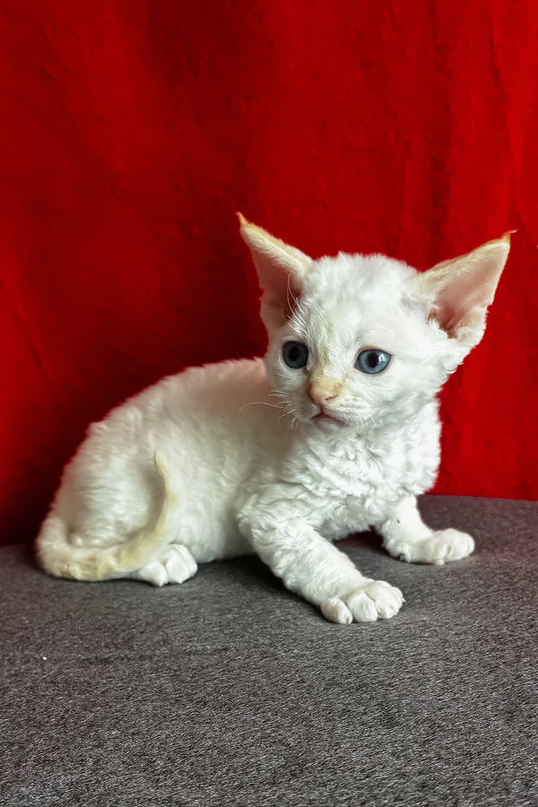 Luminous | Devon Rex Kitten