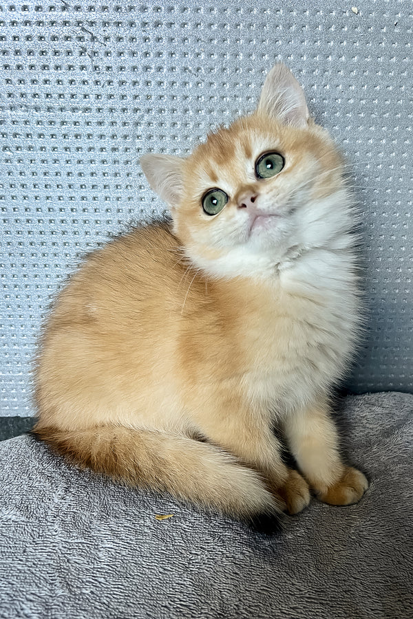 Lusi | British Shorthair Kitten