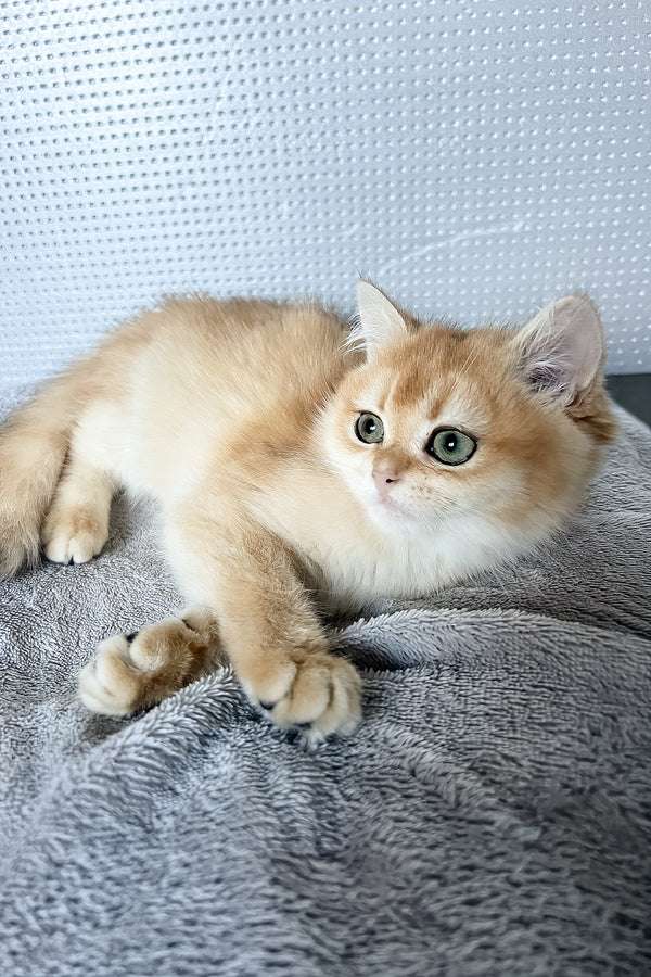 Lusi | British Shorthair Kitten